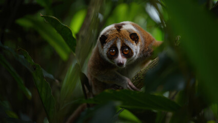 Grey Slender Loris peering through leaves